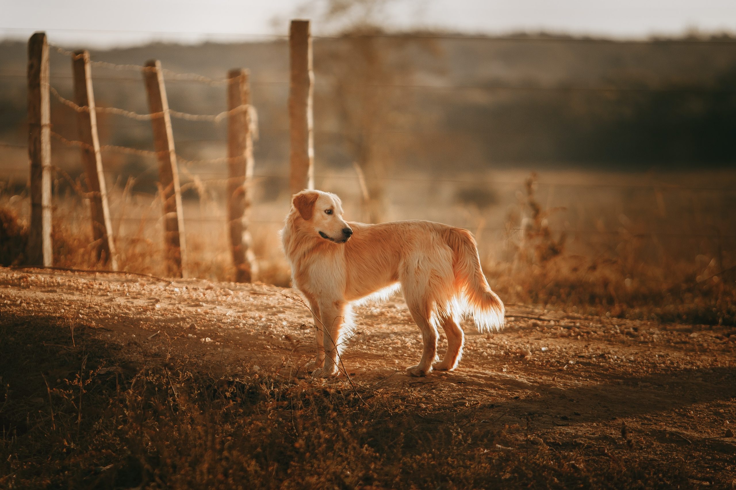 Descripciones de la raza Golden Retriever: Datos y estadísticas sobre la raza de perro perfecta