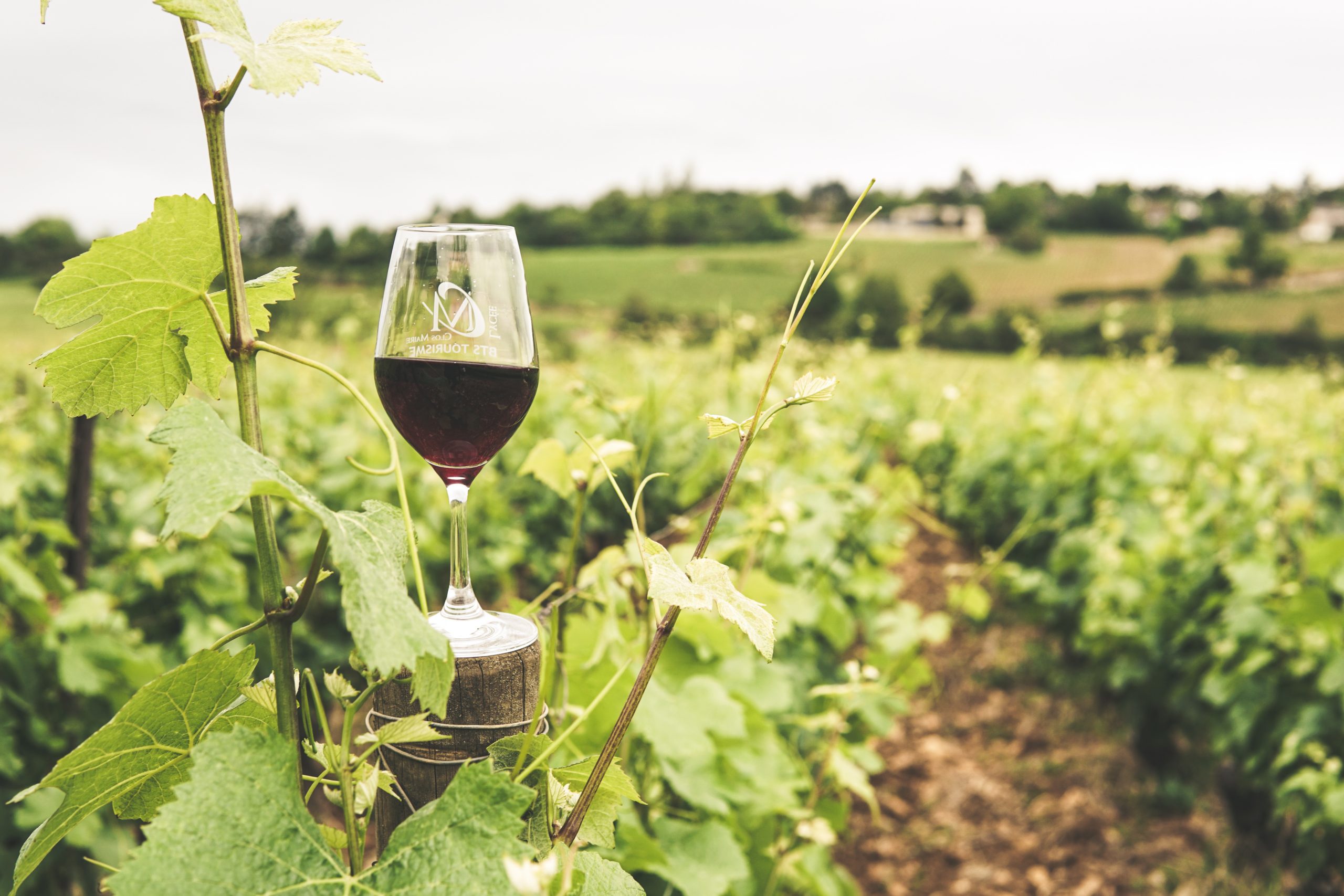 Esplora i tesori del vino delle terre di Cosenza: una guida imperdibile